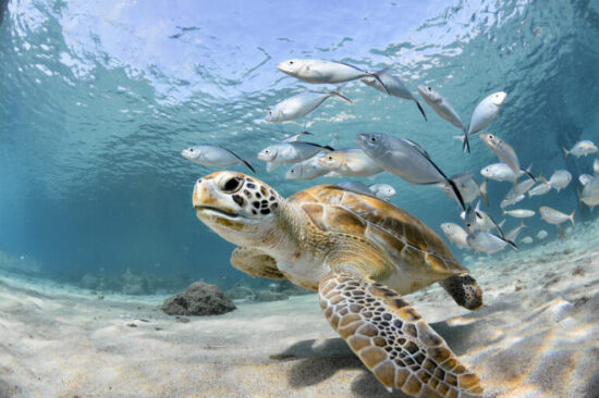 https-insideeulifesciencesredesign-covingtonburlingblogs-com-wp-content-uploads-sites-48-2026-03-turtle_covlibrary-770x513-jpg